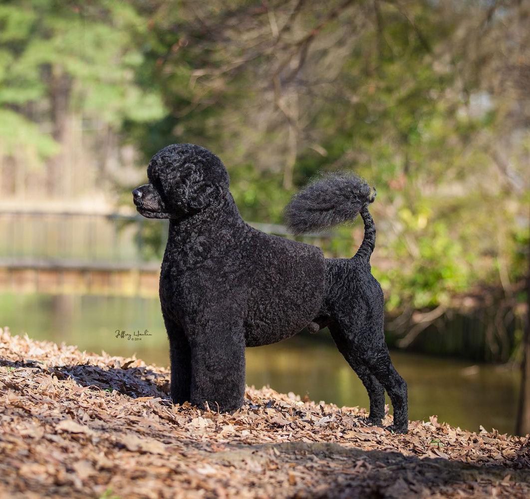 100 Years of Best in Show